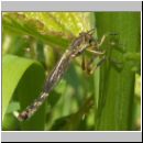 Leptogaster guttiventris - Raubfliege 01.jpg